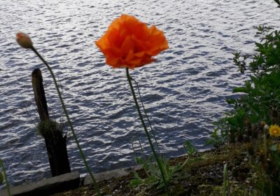 Lees meer over Fragiel van Anja de Jong