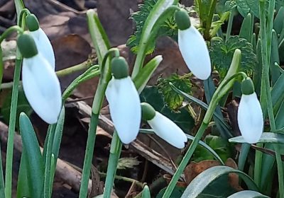 Lees meer over Sneeuwklokjes van Anja de Jong