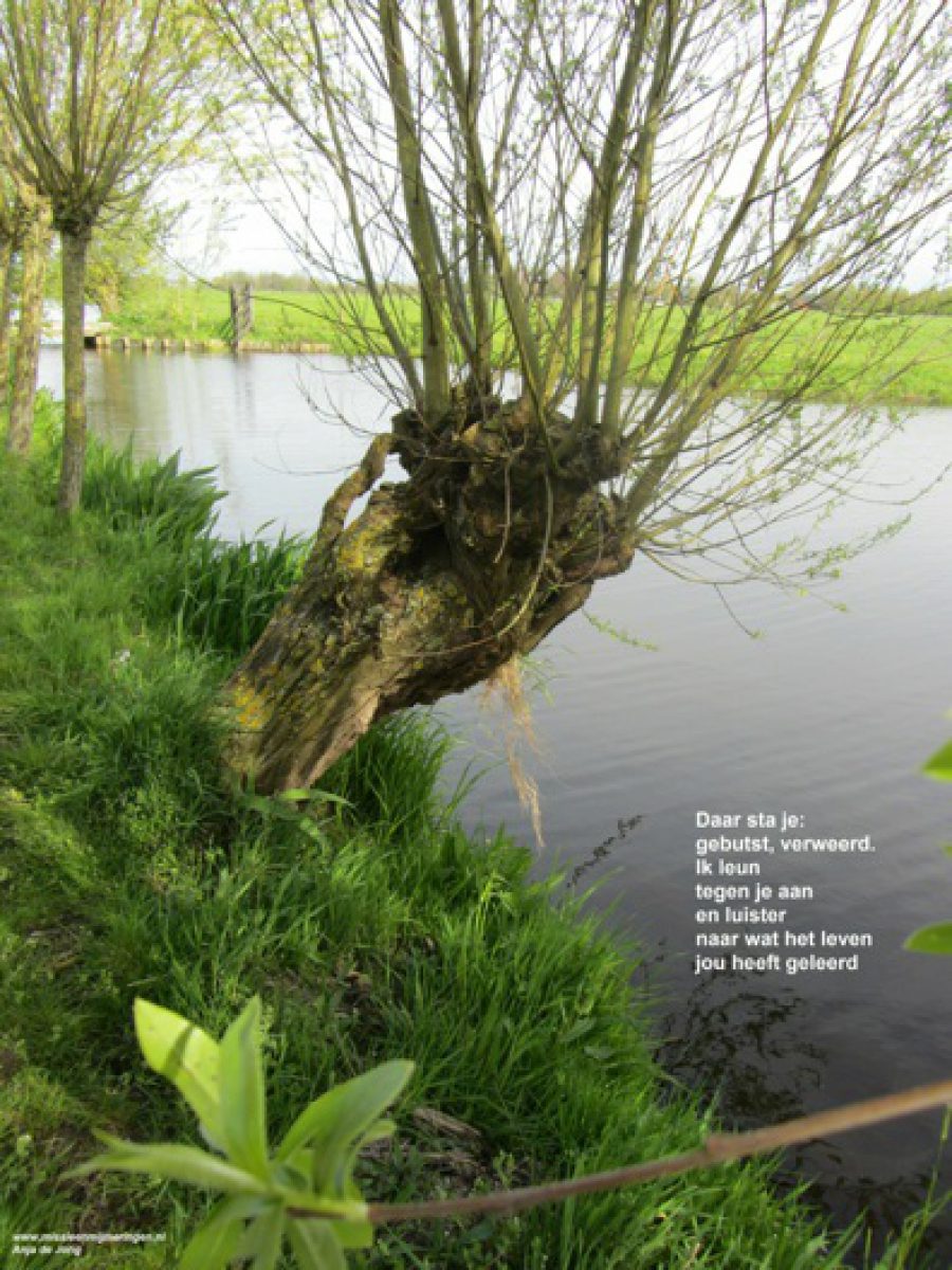 1 de boom met gedicht - Missie en Mijmeringen