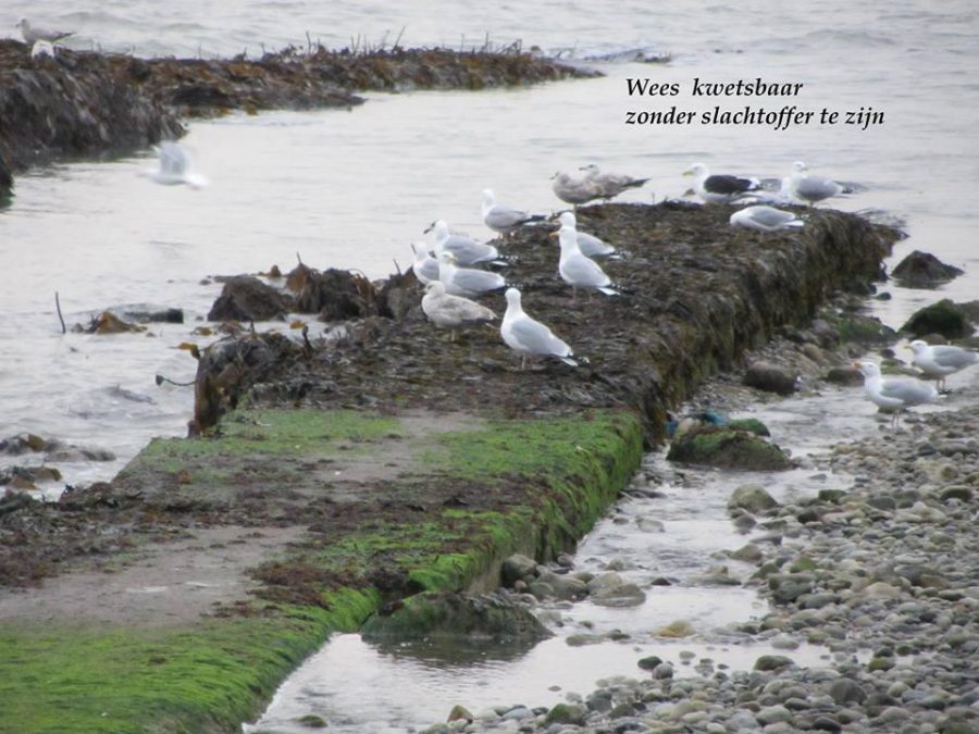 Wees kwetsbaar - Missie en Mijmeringen