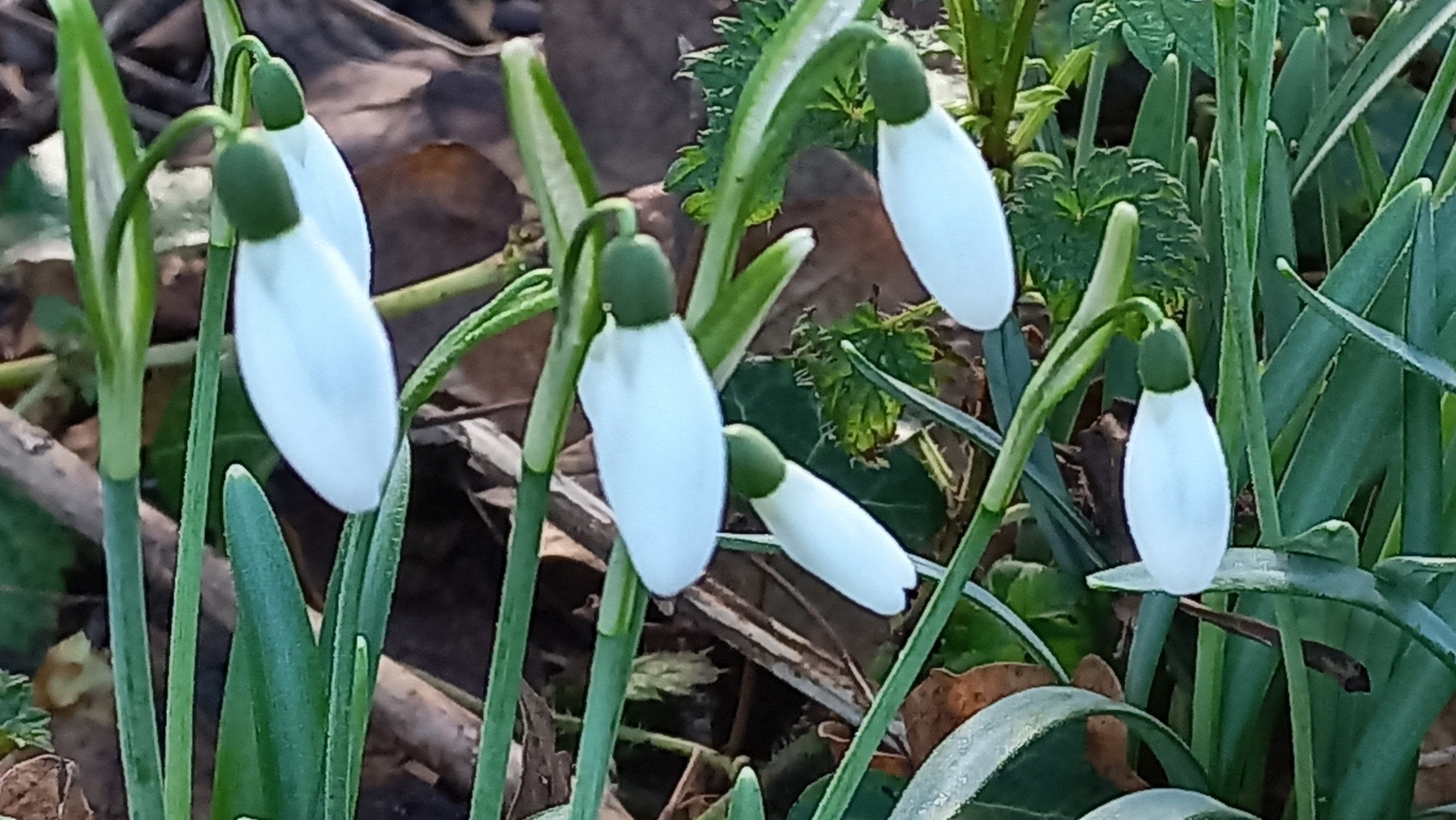 sneeuwklokjes mijmering